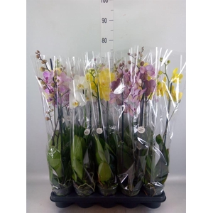 Phalaenopsis   ...mix