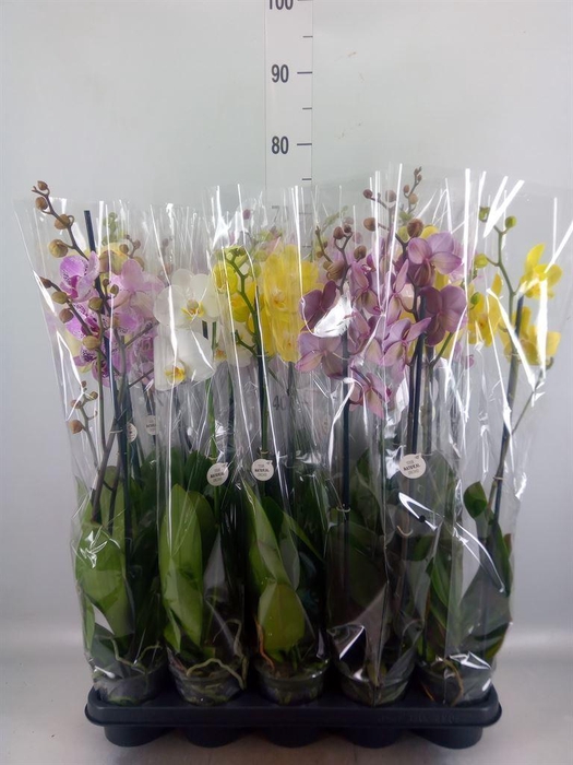<h4>Phalaenopsis   ...mix</h4>