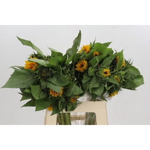 Helianthus Orange Fire