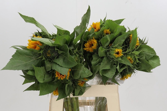 <h4>Helianthus Orange Fire</h4>