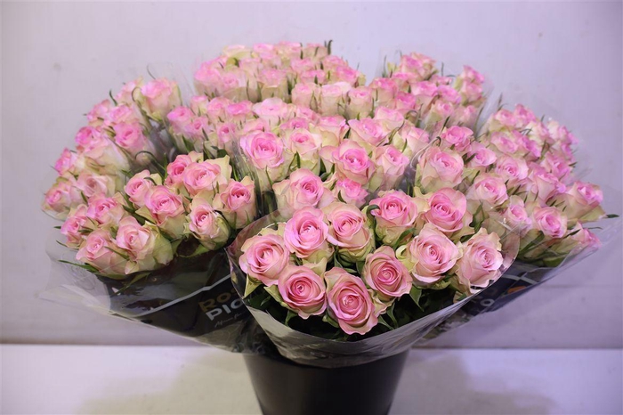 <h4>R Gr Lovely Jewel</h4>