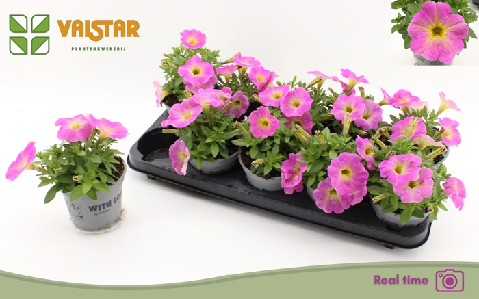 <h4>PET FAM MAGIC PINK</h4>