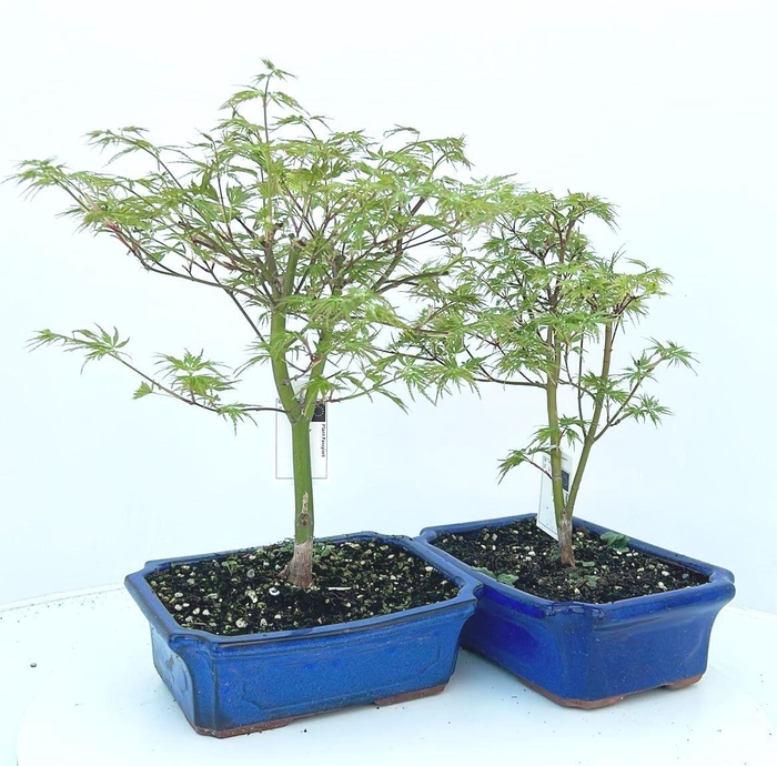 <h4>Acer palmatum "seiryu", pot 23cm.</h4>