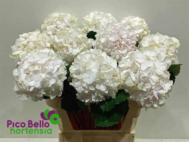 <h4>HYDR M CH SW VERENA</h4>