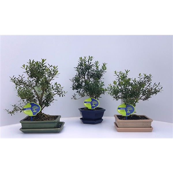 <h4>Bonsai mix of Buxus harlandii, indoor, pot 13-18cm. Height 25-30 cm. Various potsizes and pot colour , with driptray.</h4>