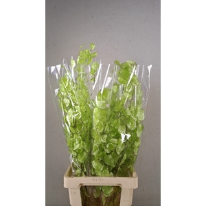 DF Lunaria Bs Shiny LightGreen