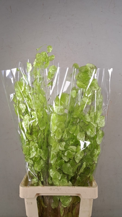 <h4>DF Lunaria Bs Shiny LightGreen</h4>
