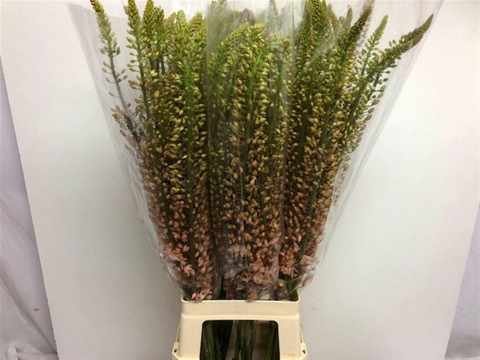 <h4>EREMURUS SH P STAR</h4>