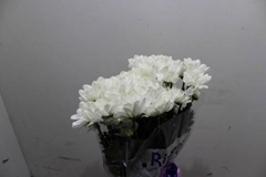 <h4>CHR T CHIC</h4>