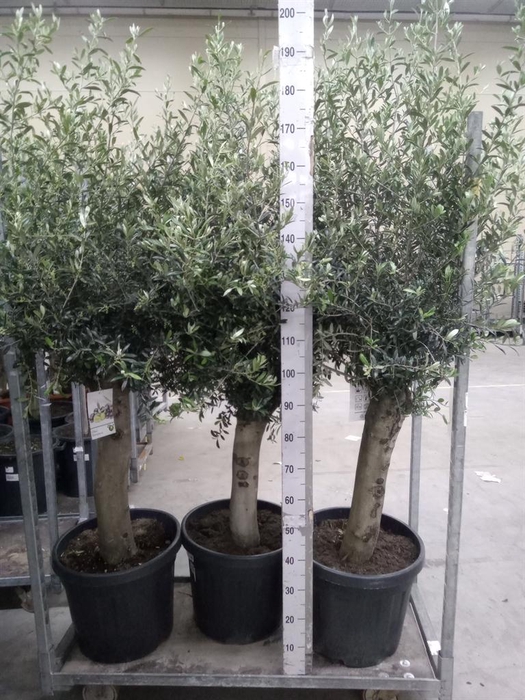 <h4>Olea europaea</h4>