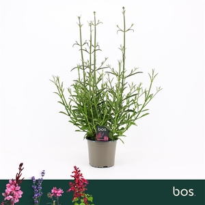 Verbena Bonariensis, Bonne Blue