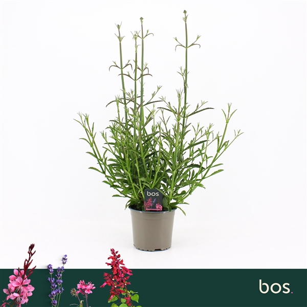 <h4>Verbena Bonariensis, Bonne Blue</h4>