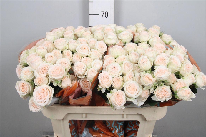 <h4>R Tr Sofie X5</h4>