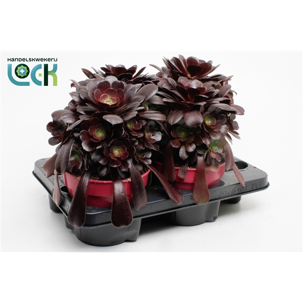 <h4>Aeonium Arboreum</h4>