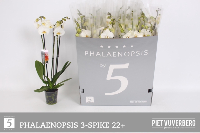 <h4>PHAL OV WIT</h4>