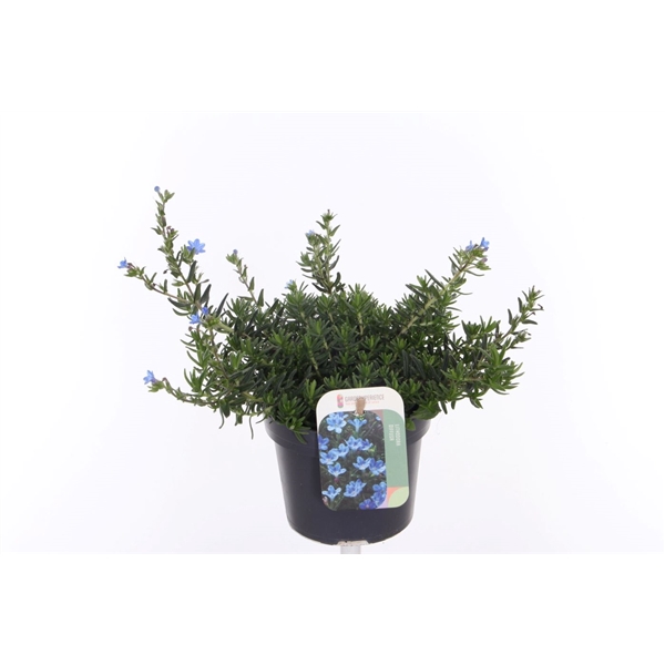 <h4>Lithodora diffusa Tidepool Sky Blue</h4>