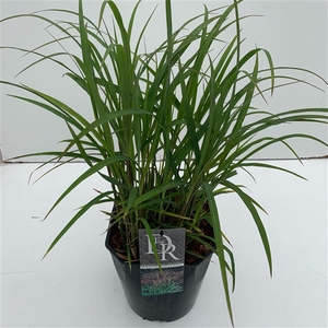 Graminées Miscanthus 'Ferner Osten'