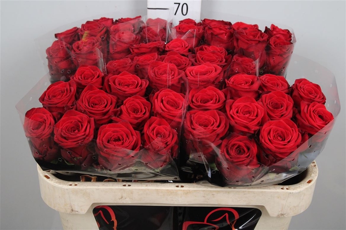 <h4>R Gr Red Naomi!</h4>