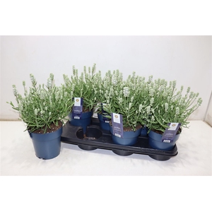 arr8 Lavan Angustifolia