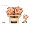 Rosa Spray Britney