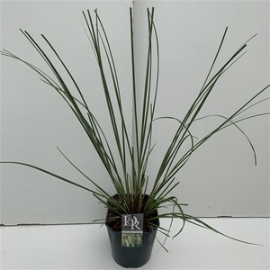 Cortaderia 'Pumila' P23 (5ltr)