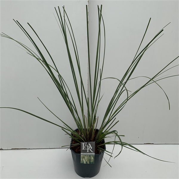 <h4>Cortaderia 'Pumila' P23 (5ltr)</h4>