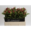 Paeonia Many Happy Returns