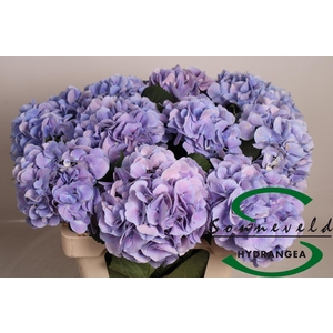 HYDR M CH MARSEPE BL