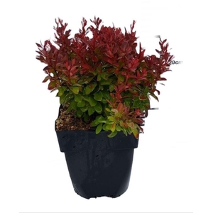 Berberis