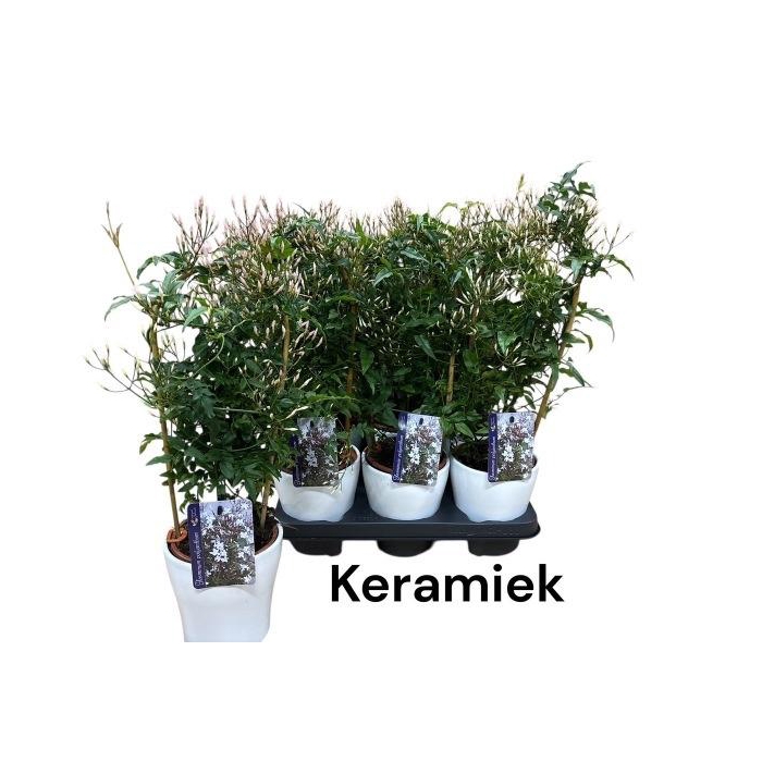 <h4>JASM POLYANTHUM WIT</h4>