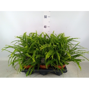 Nephrolepis cord. 'Duffii'