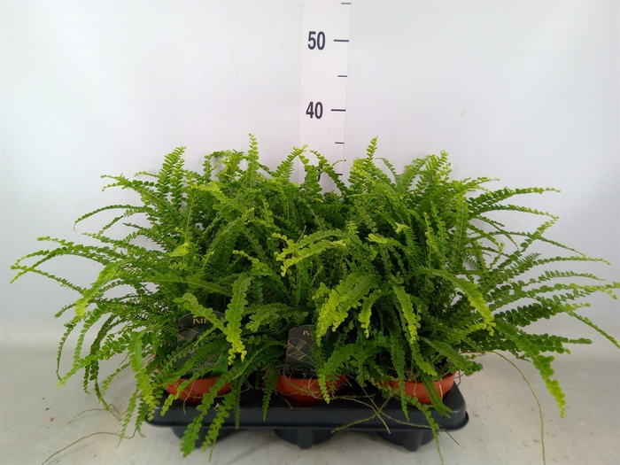 <h4>Nephrolepis cord. 'Duffii'</h4>