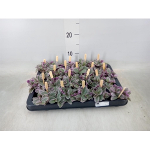 Tradescantia cerinth. 'Sweetness'