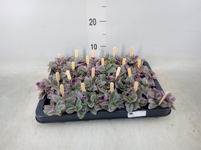 <h4>Tradescantia cerinth. 'Sweetness'</h4>