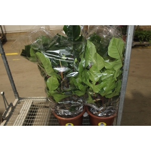 PHILODENDRON SQUAMIFERUM P30