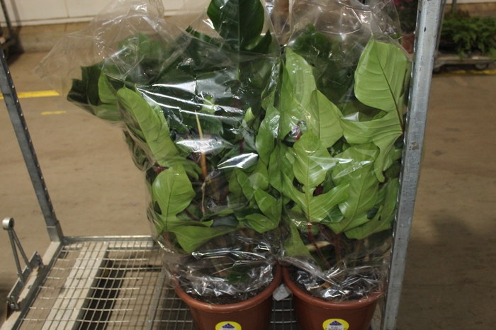 <h4>PHILODENDRON SQUAMIFERUM P30</h4>