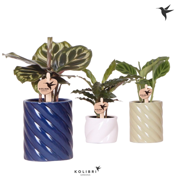 <h4>Kolibri Greens Calathea mix in Candy pot blue mix</h4>