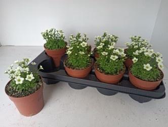 <h4>SAXIF AR ALP WHITE</h4>