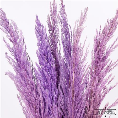 <h4>Dried Pampas Gras Milka (8 Stems) Bunch</h4>