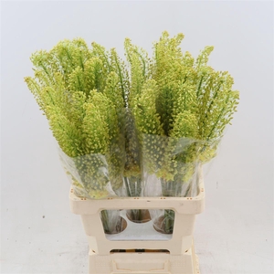 Eremurus stenophyllus