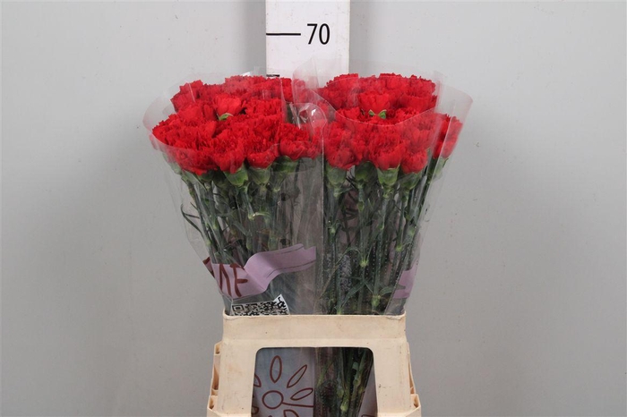 <h4>Di St Don Pedro</h4>