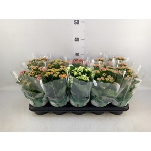 Kalanchoe blos. 'Rosalina'  ..mix 5