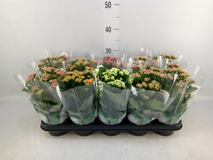 <h4>Kalanchoe blos. 'Rosalina'  ..mix 5</h4>