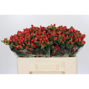 Hypericum Magical Triumph