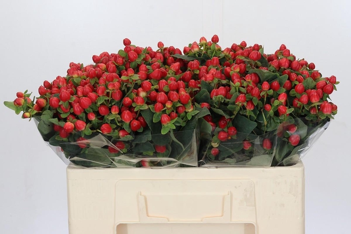 <h4>Hypericum Magical Triumph</h4>