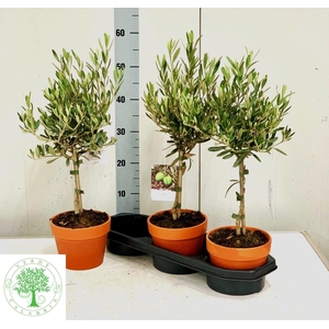 OLEA EUROPAEA