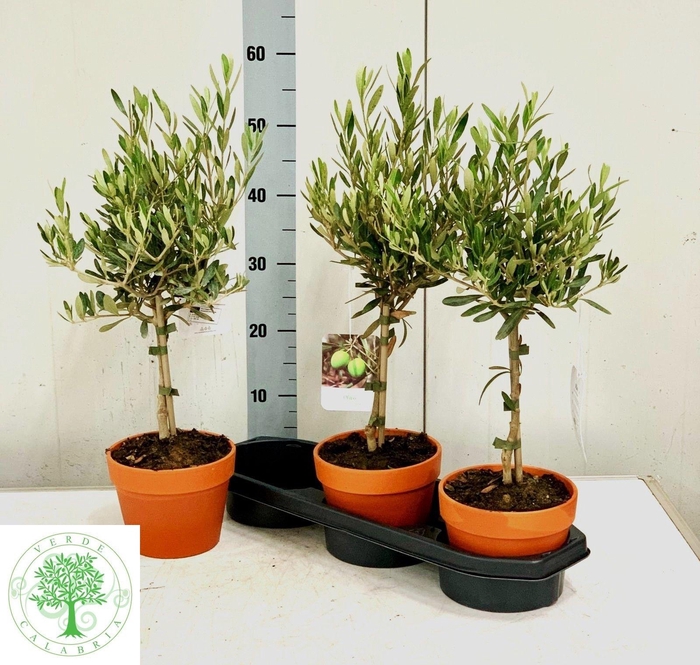 <h4>OLEA EUROPAEA</h4>