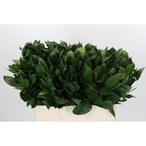 RUSCUS HYPOPHYLLUM