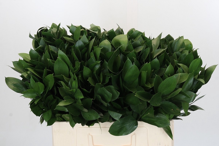<h4>RUSCUS HYPOPHYLLUM</h4>