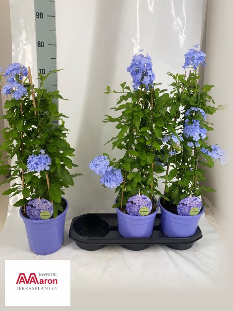 PLUMBAGO AURICULATA